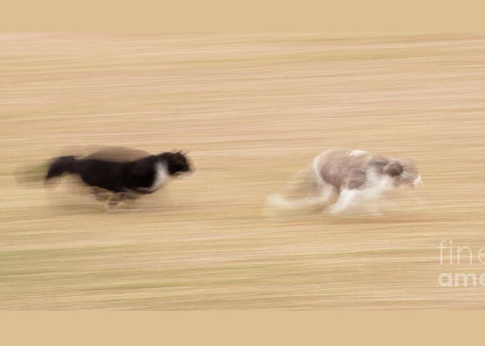 Running Greeting Card featuring the photograph The Chase by Sari ONeal