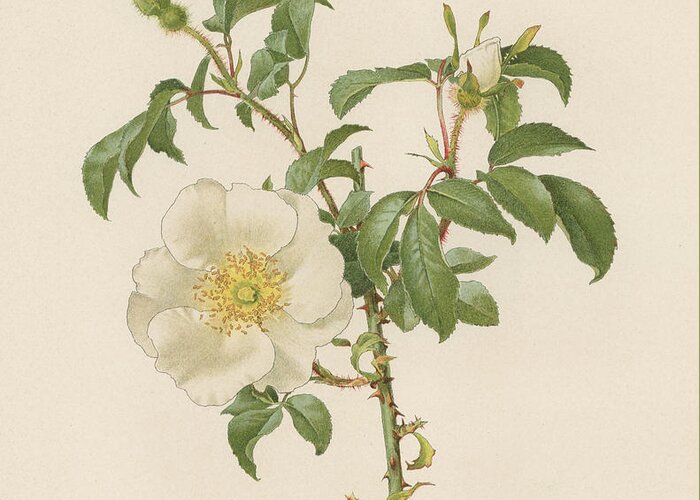 Rose Greeting Card featuring the painting The Cherokee Rose by English School
