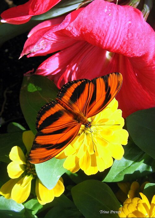 Butterfly Greeting Card featuring the photograph The Colors of Summer by Trina Prenzi