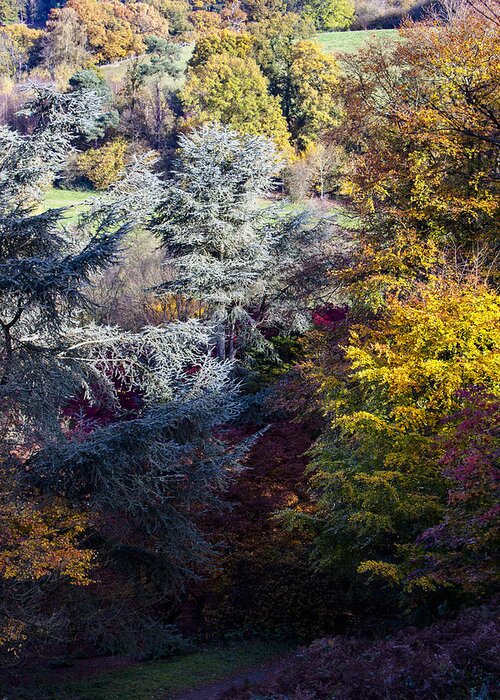 Autumn Greeting Card featuring the photograph The Colours of Autumn by Andy Myatt