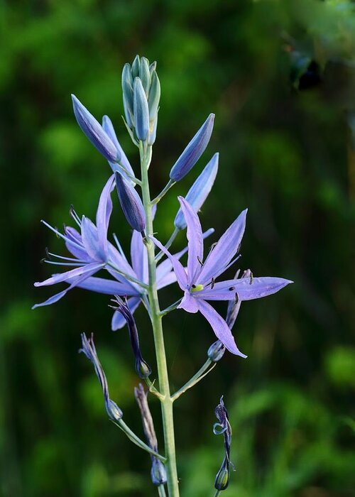 Common Camas Greeting Card featuring the photograph The Common Camas by I'ina Van Lawick
