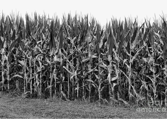 Paul Ward Greeting Card featuring the photograph The Cornfield by Paul Ward