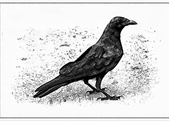 Crow Greeting Card featuring the photograph The Crow by Stoney Lawrentz