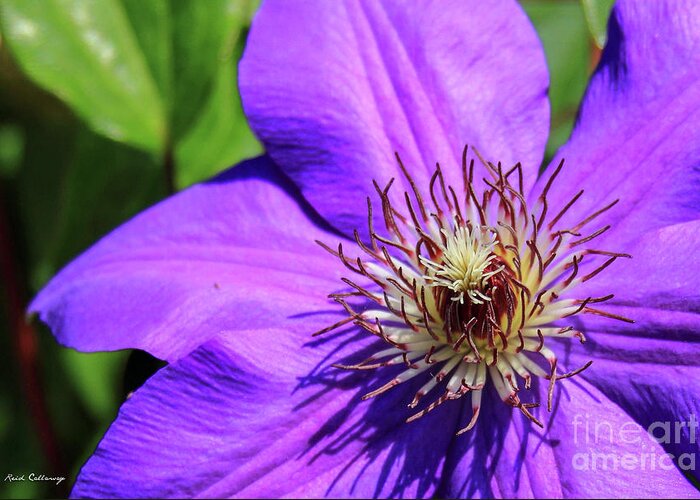 Reid Callaway Purple Charmer Greeting Card featuring the photograph The Crown Clematis Flower Art by Reid Callaway