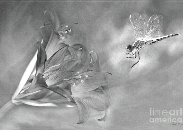 Belladonna Greeting Card featuring the photograph The Dragonfly and the Flower by Linda Lees