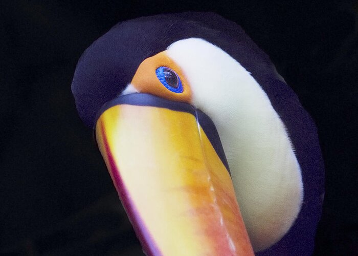Animal Eye Greeting Card featuring the photograph The eye of a toucan by Elvira Butler