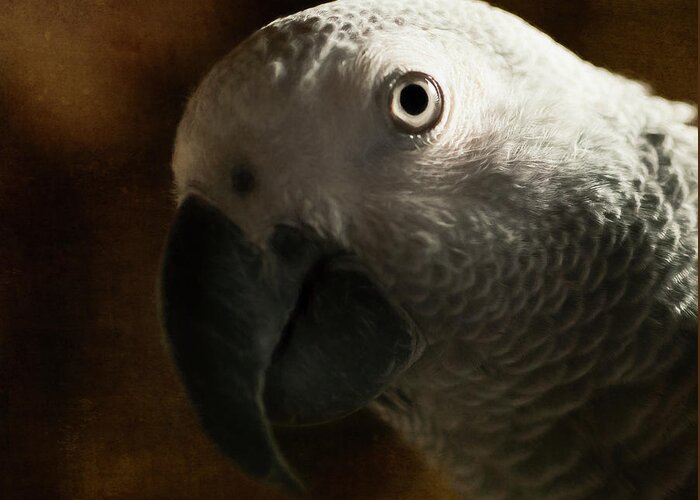 African Grey Greeting Card featuring the photograph The Eyes Are The Windows To The Soul by Jennifer Grossnickle