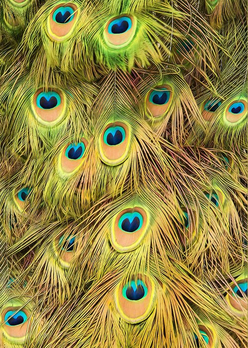Peacock Greeting Card featuring the photograph The Eyes Have It by Gary Slawsky