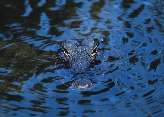 Amphibian Greeting Card featuring the photograph The Eyes of a Florida Alligator by John Harmon