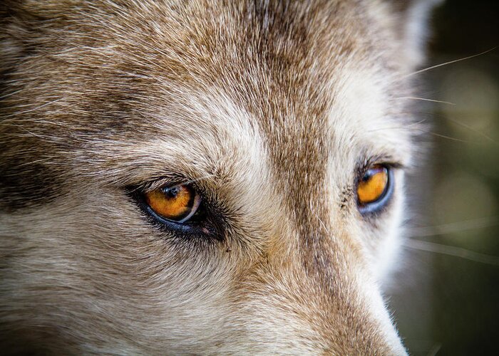 Animal Greeting Card featuring the photograph The Eyes of a Great Grey Wolf by Teri Virbickis