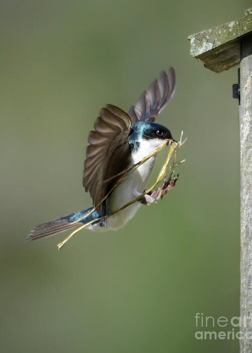 Tree Swallow Greeting Card featuring the photograph The Finishing Touches by Amy Porter