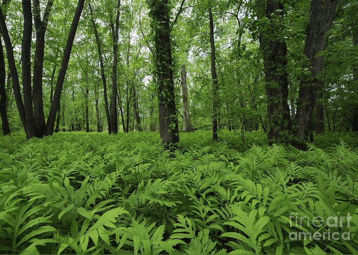 Lush Green Forest Greeting Card featuring the photograph The Forest of Ferns by Mary Lou Chmura
