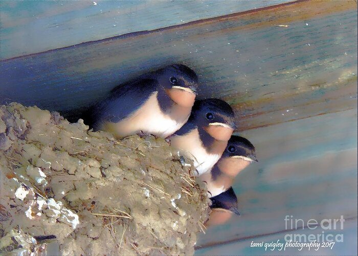 Barn Swallow Greeting Card featuring the photograph The Four Musketeers by Tami Quigley