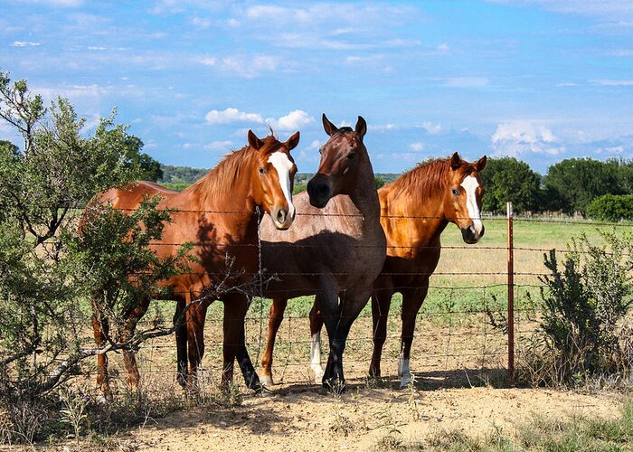 Horses Greeting Card featuring the photograph The Girlz by Toma Caul