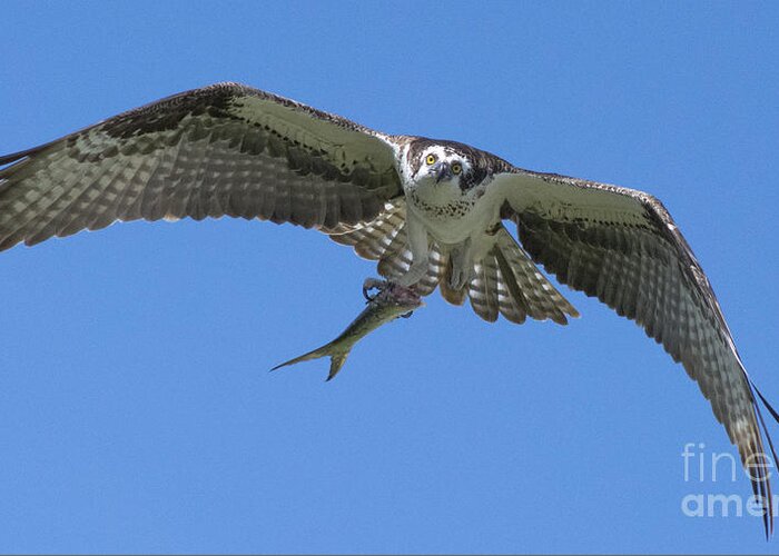Osprey Greeting Card featuring the photograph The Glare by Quinn Sedam