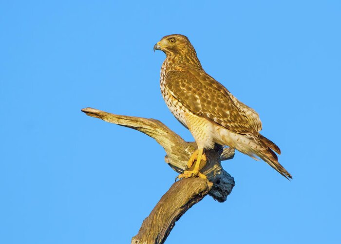Red Shouldered Hawk Greeting Card featuring the photograph The Golden Hawk by Mark Andrew Thomas