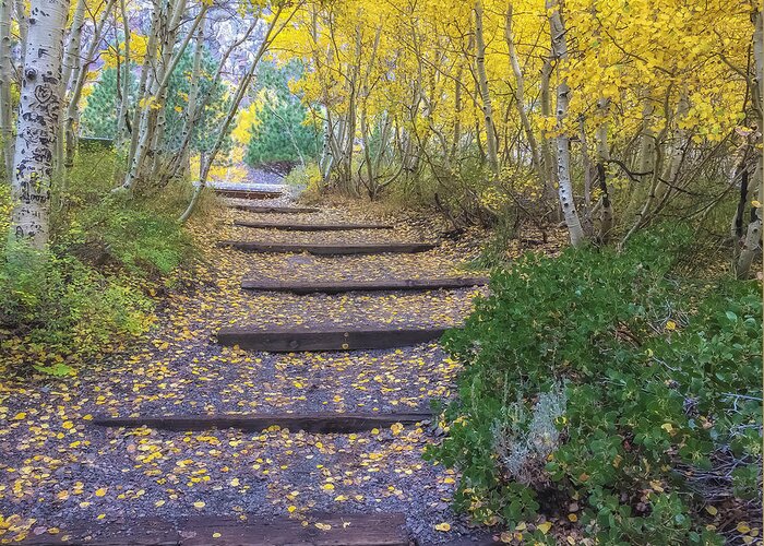 Fall Greeting Card featuring the photograph The Golden Path 2 by Jonathan Nguyen