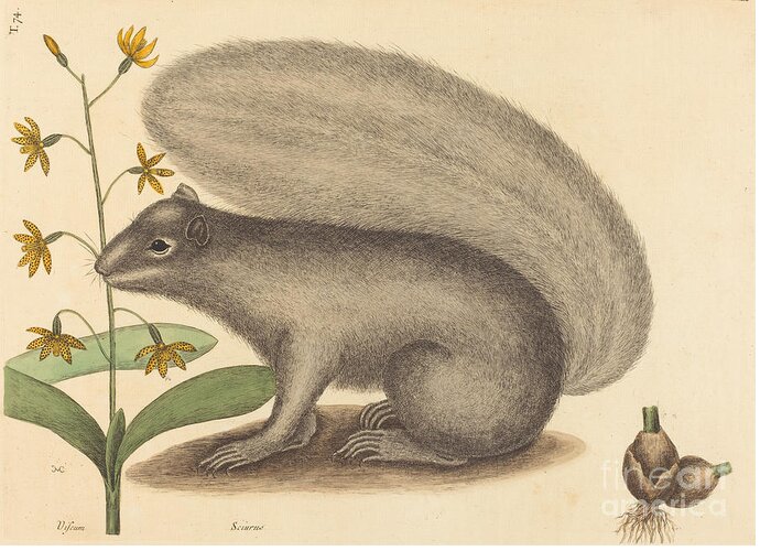  Greeting Card featuring the drawing The Grey Fox Squirrel (sciurus Cinereus) by Mark Catesby