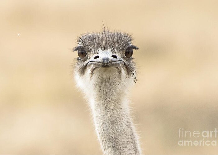 Ostrich Greeting Card featuring the photograph The Grump by Pravine Chester