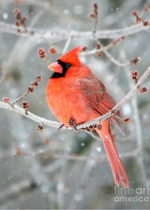 Northern Cardinal Greeting Card featuring the photograph The Guardian by Tina LeCour