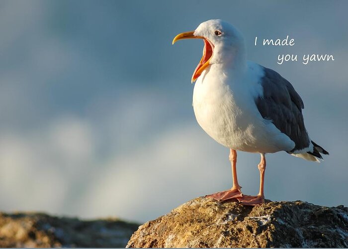 Yawn Greeting Card featuring the photograph The Gull Said I made you Yawn by Sherry Clark