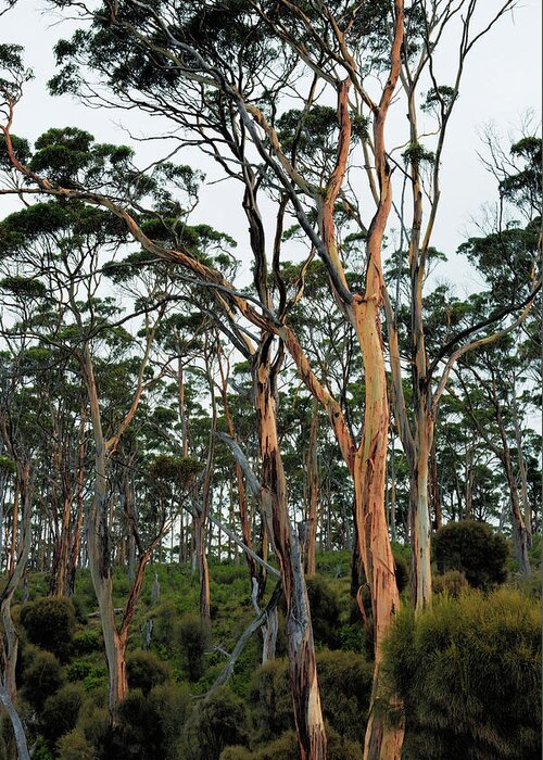 Gum Tree Greeting Card featuring the photograph The Gum Tree Forest by Anthony Davey