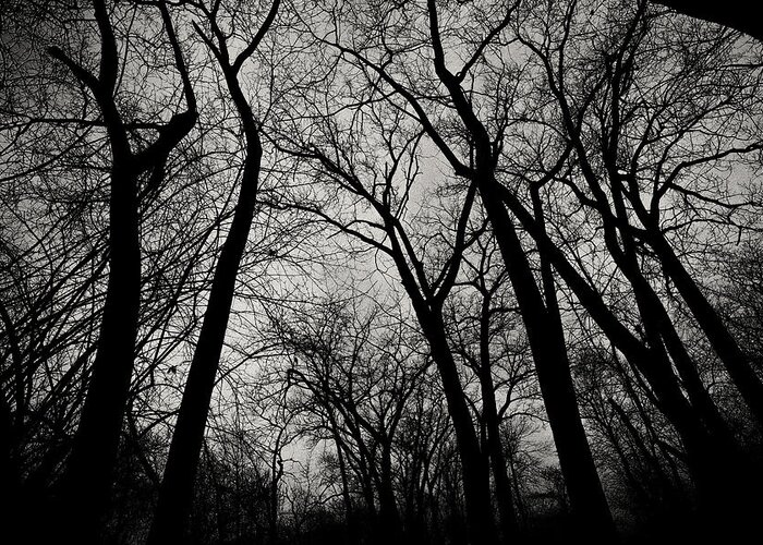 Monochrome Greeting Card featuring the photograph The Haunt of Winter by CJ Schmit