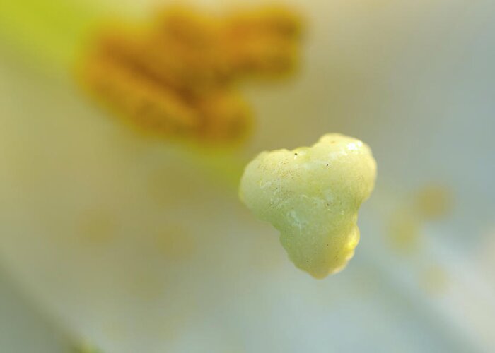 Lily Greeting Card featuring the photograph The Heart of a Lily by Wanda Brandon