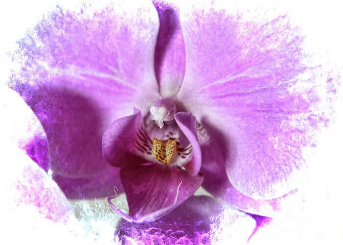 Orchid Greeting Card featuring the photograph The Heart of an Orchid by Brenda Kean