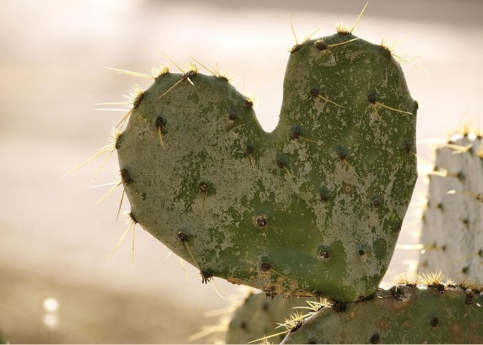 Cactus Greeting Card featuring the photograph The Heart of Texas by Debbie Karnes