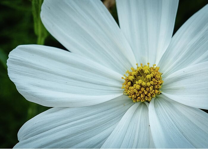 Daisies Greeting Card featuring the photograph The Heart of the Daisy by Monte Stevens