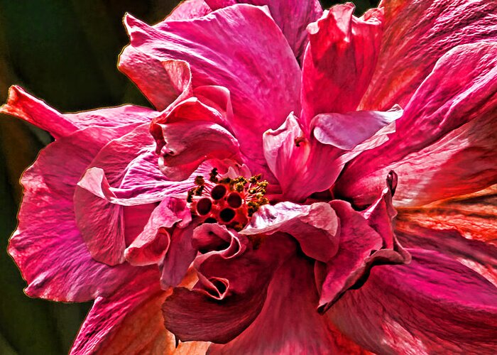 Hibiscus Greeting Card featuring the photograph The Hibiscus Collection - 1 by H H Photography of Florida by HH Photography of Florida