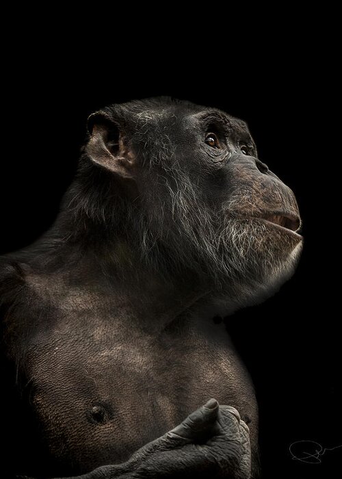 Chimpanzee Greeting Card featuring the photograph The Hitchhiker by Paul Neville