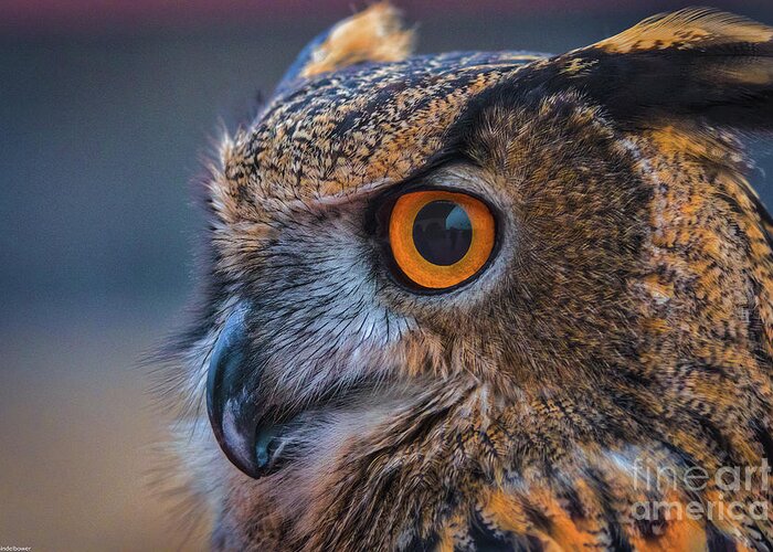 Eurasian Eagle Owl Greeting Card featuring the photograph The Hooter by Mitch Shindelbower