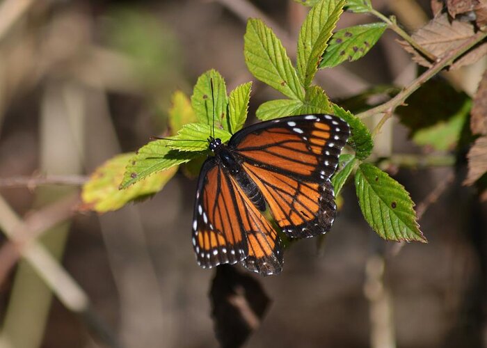 The Imperfect Viceroy Butterfly Photograph By Rd Erickson