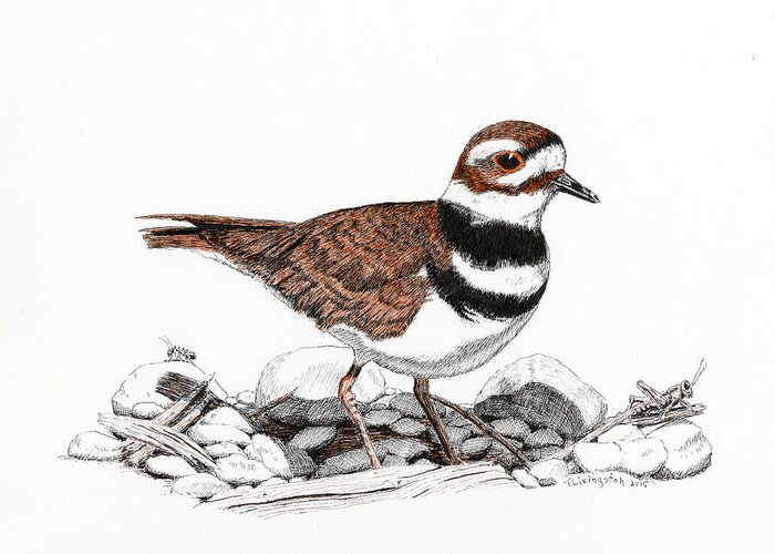 Birds Greeting Card featuring the drawing The Killdeer by Timothy Livingston