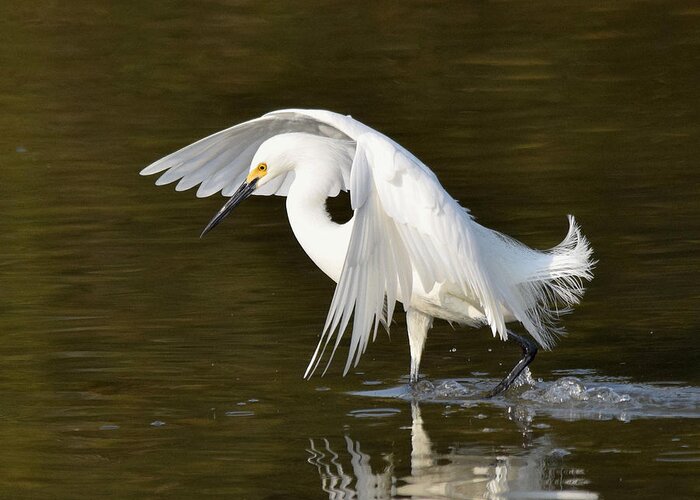 Egret Greeting Card featuring the photograph The Landing by Jim Bennight