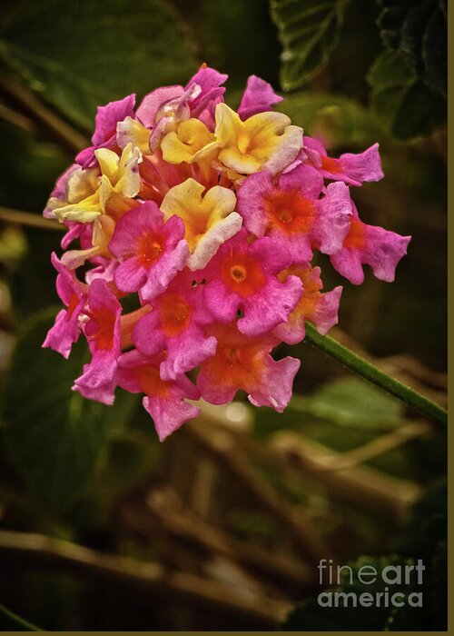 Garden Greeting Card featuring the photograph The Lantana by Robert Bales