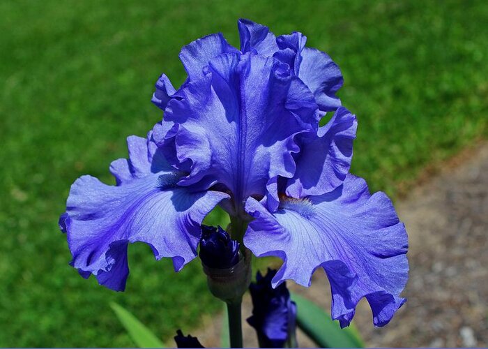 Iris Greeting Card featuring the photograph The Last Goodbye by Michiale Schneider