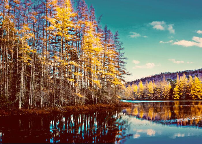 The Last Of The Tamarack Color Greeting Card featuring the photograph The Last of the Tamarack Color by David Patterson