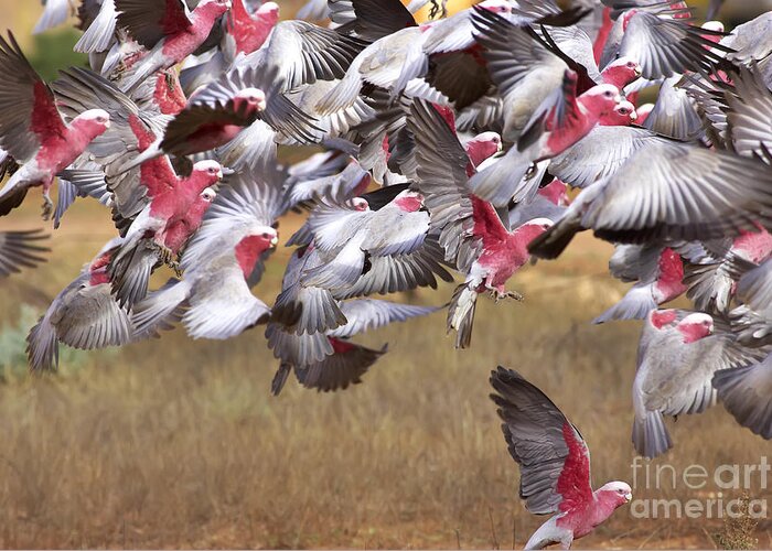 Flock Galahs Taking Off Australian Fauna Birds Wildlife Take Aerial Mass Greeting Card featuring the photograph The Last One in the Air by Bill Robinson