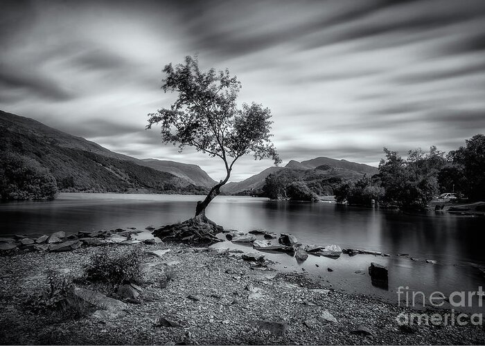 Llyn Padarn Greeting Card featuring the photograph The lonely tree at Llyn Padarn lake - Part 2 by Mariusz Talarek