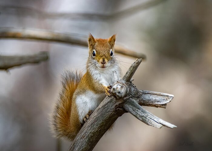 Squirrel Greeting Card featuring the photograph The Look by Bob Orsillo