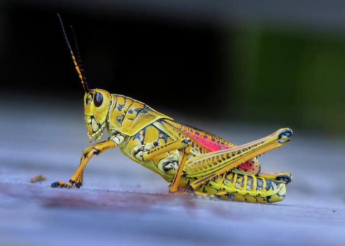 Grasshopper Greeting Card featuring the photograph The Lubber Grasshopper by Mark Andrew Thomas