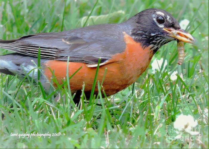 Robin Greeting Card featuring the photograph The Lucky Robin by Tami Quigley