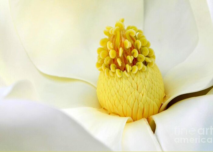Magnolia Greeting Card featuring the photograph The Luscious Magnolia by Mary Deal