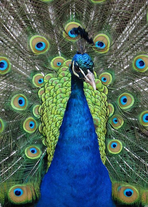Peacock Plumage Greeting Card featuring the digital art The Maharaja of Point Defiance by I'ina Van Lawick