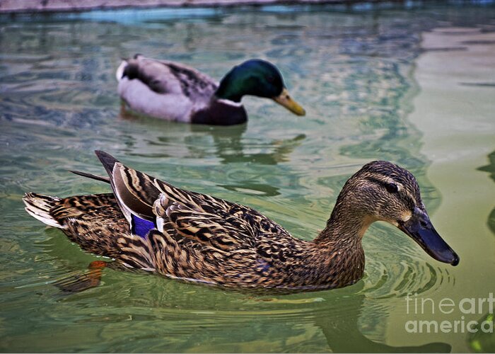 Swimming Greeting Card featuring the photograph The Mallard Pair by Mary Machare