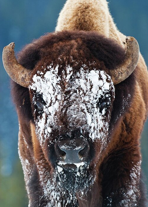 Wild Bison Greeting Card featuring the photograph The Masked Bison by Mark Miller