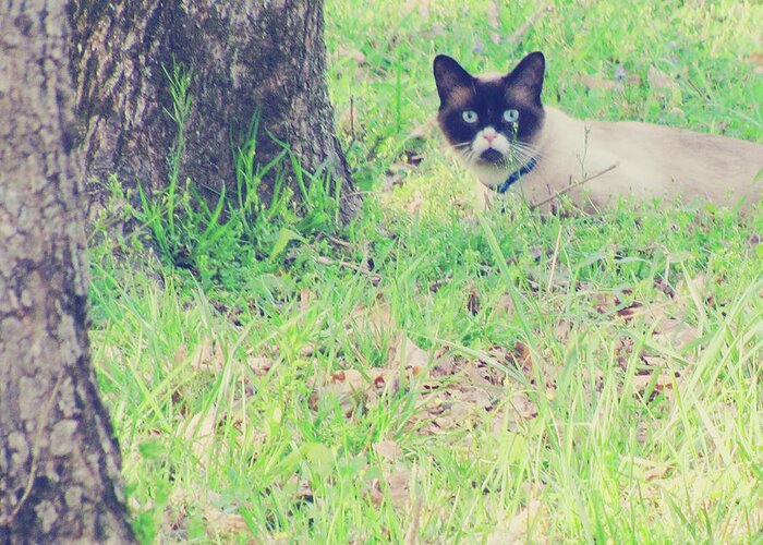 Siamese Cat Greeting Card featuring the photograph The Mighty Hunter by Amy Tyler